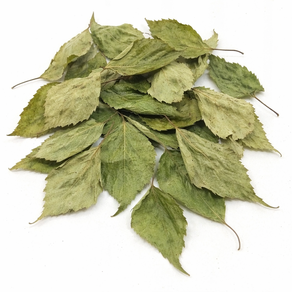 Brzoza liście suszone